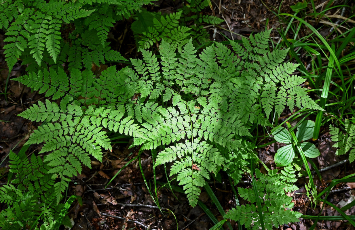 Изображение особи Dryopteris amurensis.