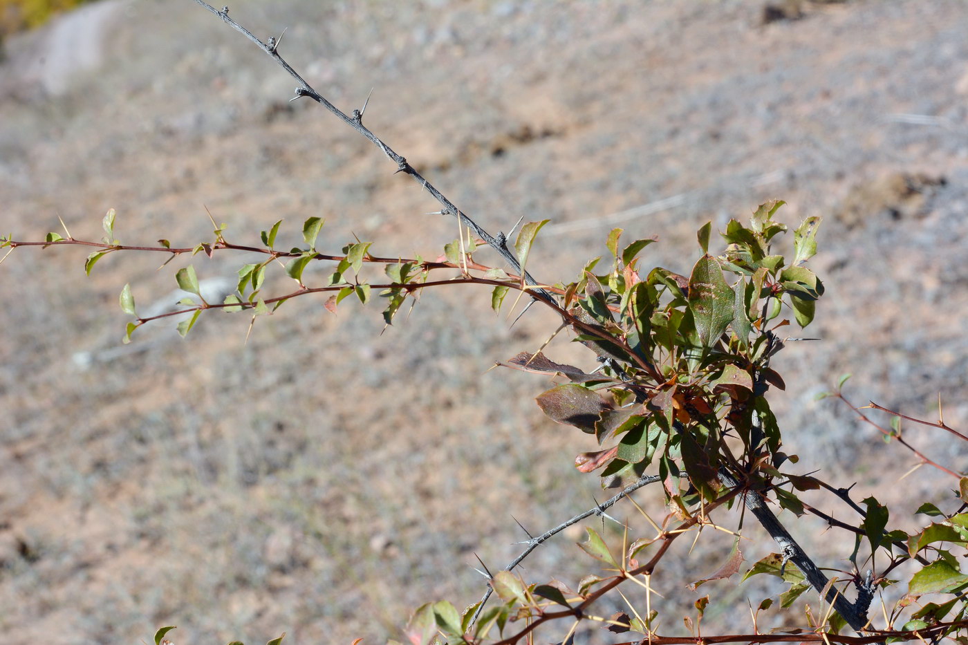 Image of Berberis sphaerocarpa specimen.