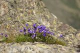 Campanula besenginica