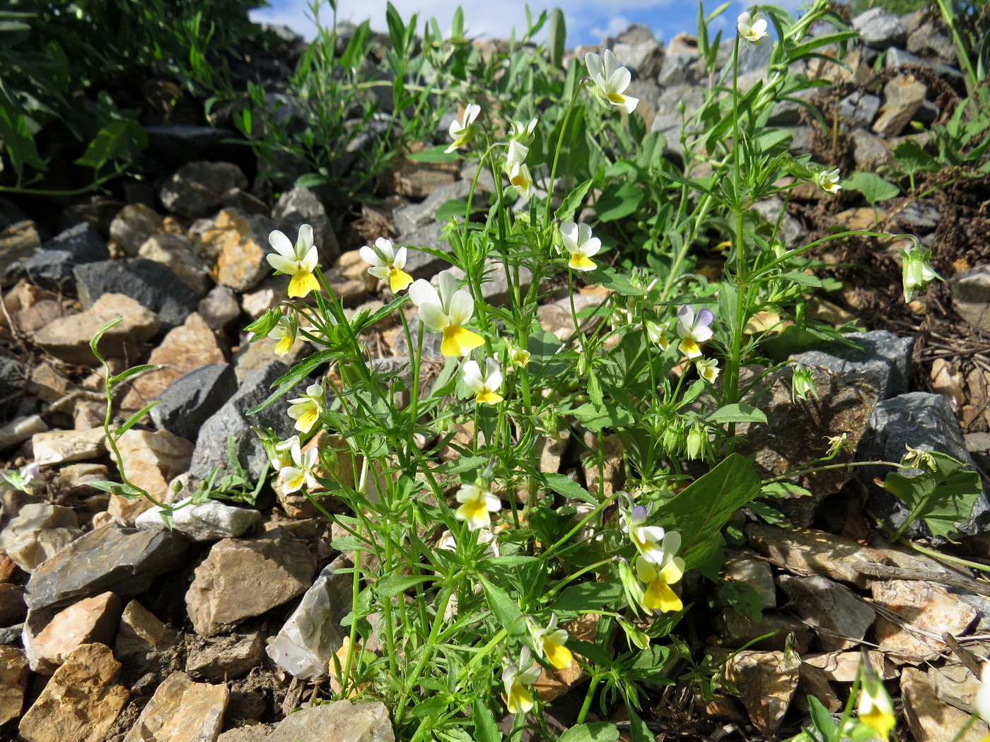 Image of Viola &times; contempta specimen.