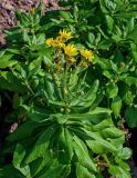 Senecio pseudoarnica