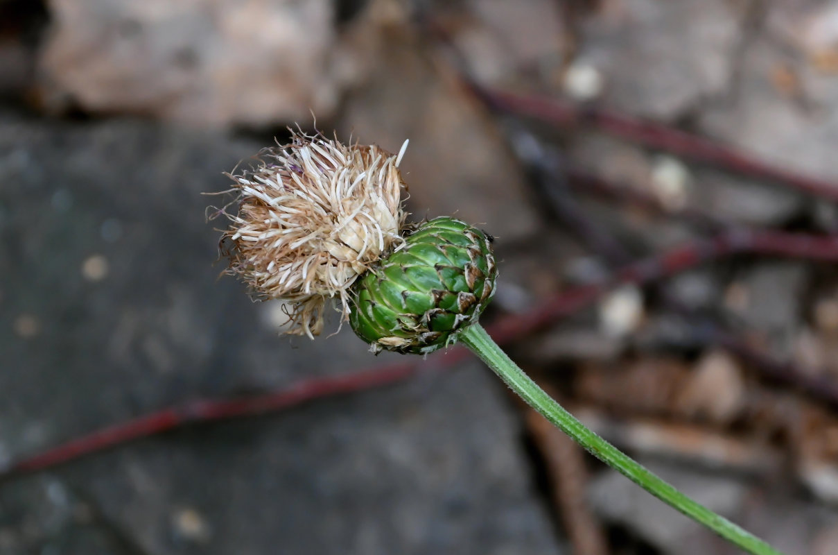 Изображение особи Rhaponticoides ruthenica.