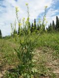 Bunias orientalis. Цветущее и плодоносящее растение. Казахстан, Восточно-Казахстанская обл., Глубоковский р-н, окр. с. Зимовьё; Западный Алтай, разнотравный луг среди смешанного леса, дорога. 30 июня 2023 г.