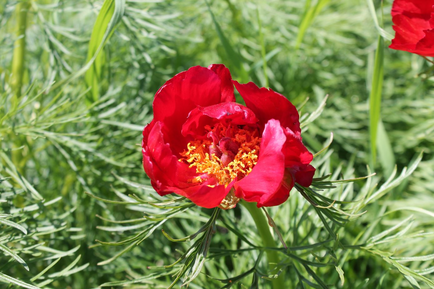 Image of Paeonia tenuifolia specimen.