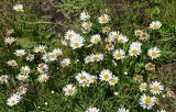 Leucanthemum vulgare. Цветущие растения в сообществе с Plantago и Sanguisorba. Курильские о-ва, о-в Итуруп, г. Курильск, подножие лугового склона. 14.08.2023.