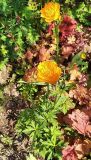 Trollius chinensis