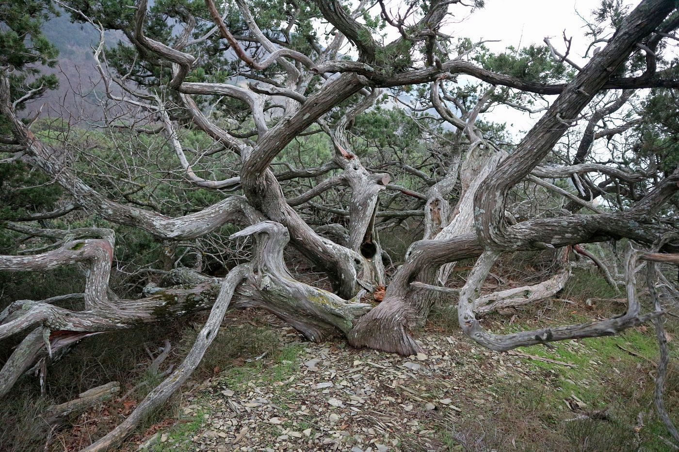 Image of Juniperus excelsa specimen.