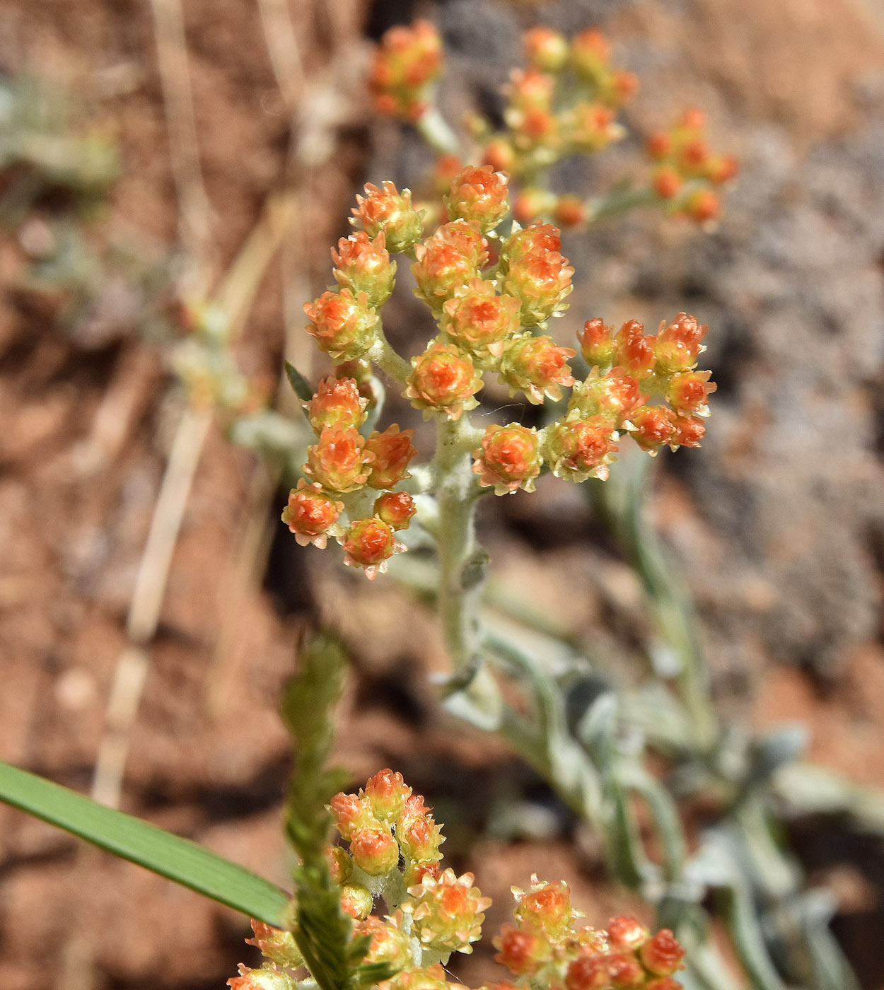 Изображение особи Helichrysum nogaicum.