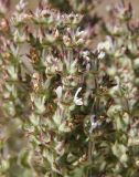 Salvia aethiopis. Верхушка соцветия. Узбекистан, Самаркандская обл., Зеравшанский хр., примерно в 1 км западнее перевала Тахта-Карача, около 1700 м н.у.м., обочина грунтовой дороги. 25.06.2016.