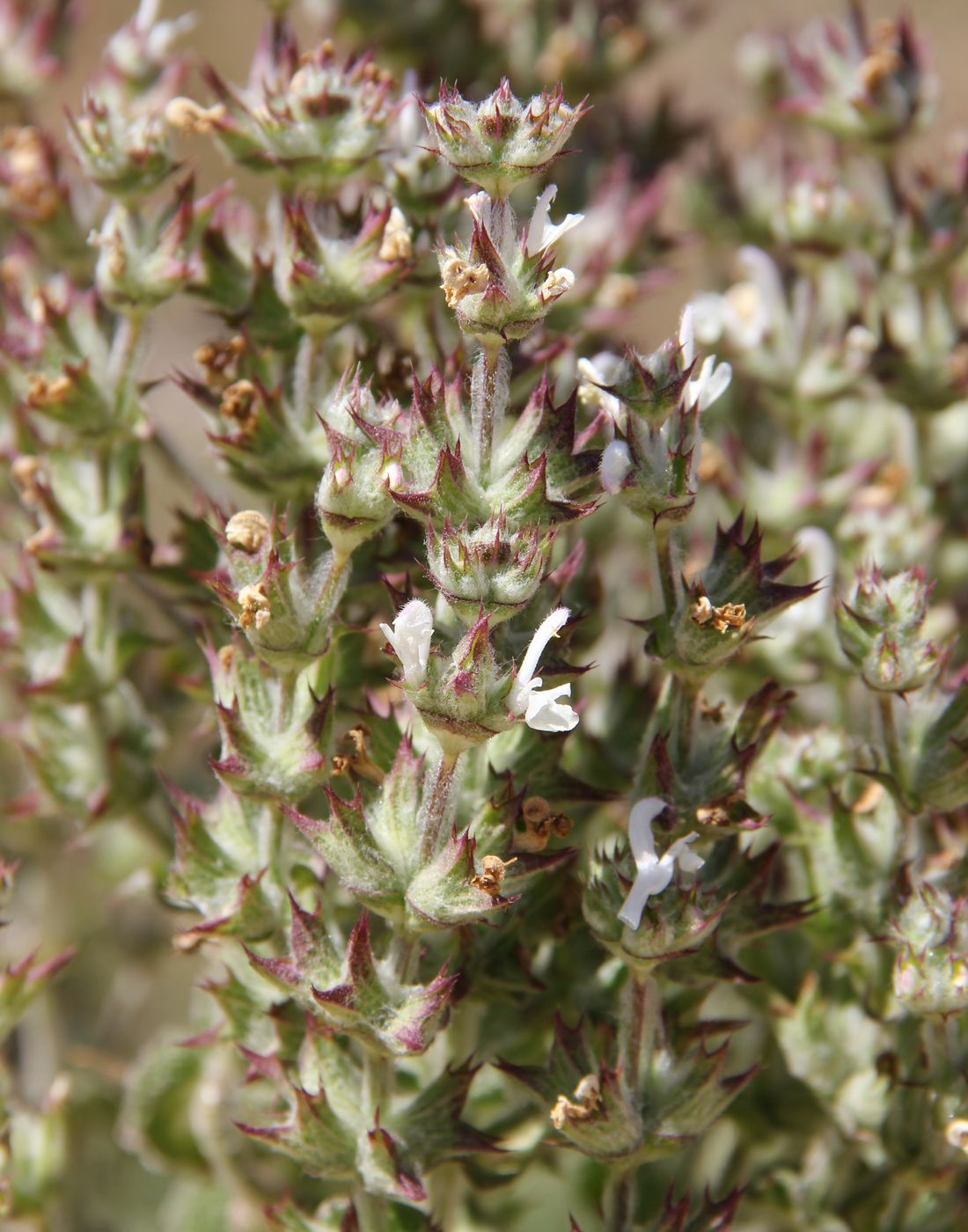 Изображение особи Salvia aethiopis.