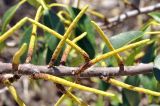 Excoecaria agallocha