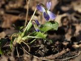 род Viola. Зацветающее растение; внизу - высохший прошлогодний столон. ДНР, г. Донецк, балка Бирючья, левый склон, насаждение лиственных деревьев с преобладанием дуба (Quercus robur). 28.03.2024.