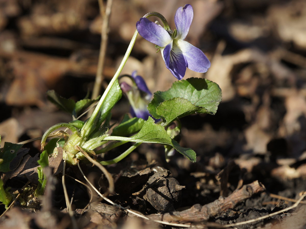 Изображение особи род Viola.