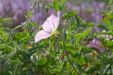 Oenothera speciosa