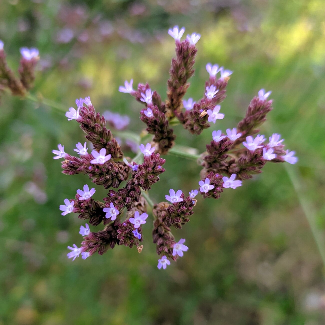 Image of Verbena brasiliensis specimen.