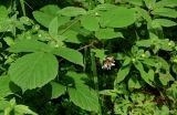 Rubus hirtus. Верхушка цветущего растения (рядом видны цветущие Euphorbia). Грузия, Самцхе-Джавахети, национальный парк \"Боржоми-Харагаули\", опушка широколиственного леса. 11.06.2023.