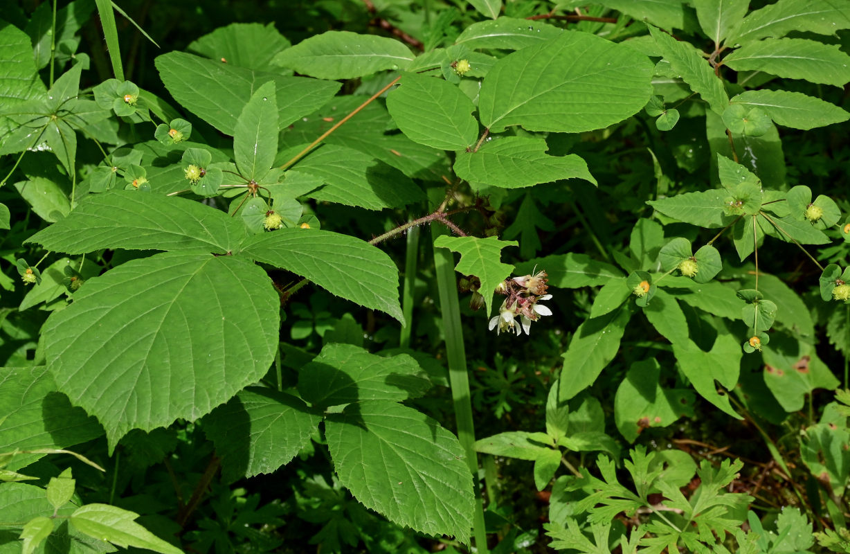 Изображение особи Rubus hirtus.