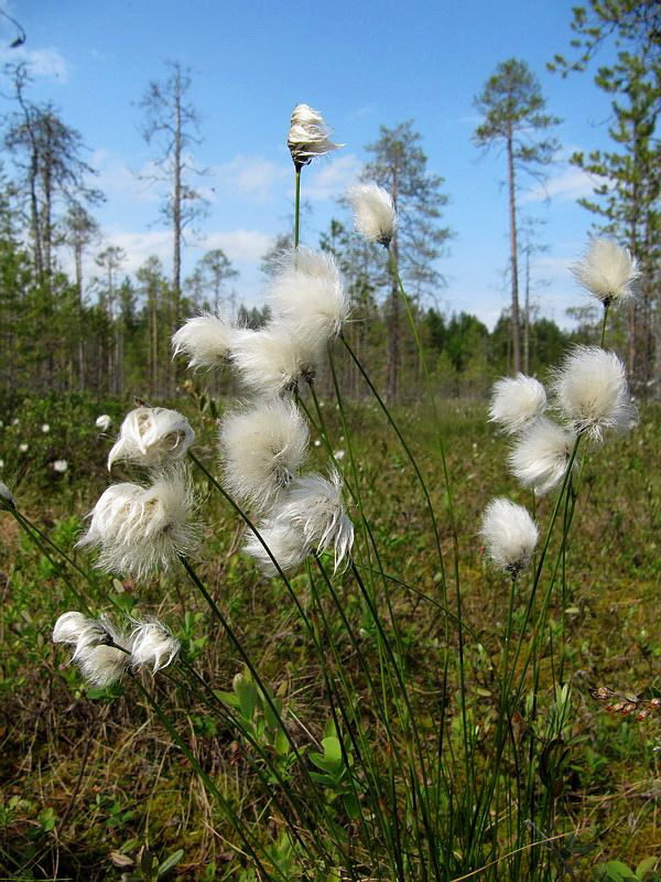 Изображение особи Eriophorum vaginatum.