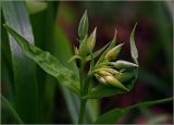 Stellaria holostea. Бутоны и листья на верхушке побега. Московская обл., Раменский р-н, окр. ж.-д. платформы Хрипань, просека под ЛЭП. 06.05.2024.