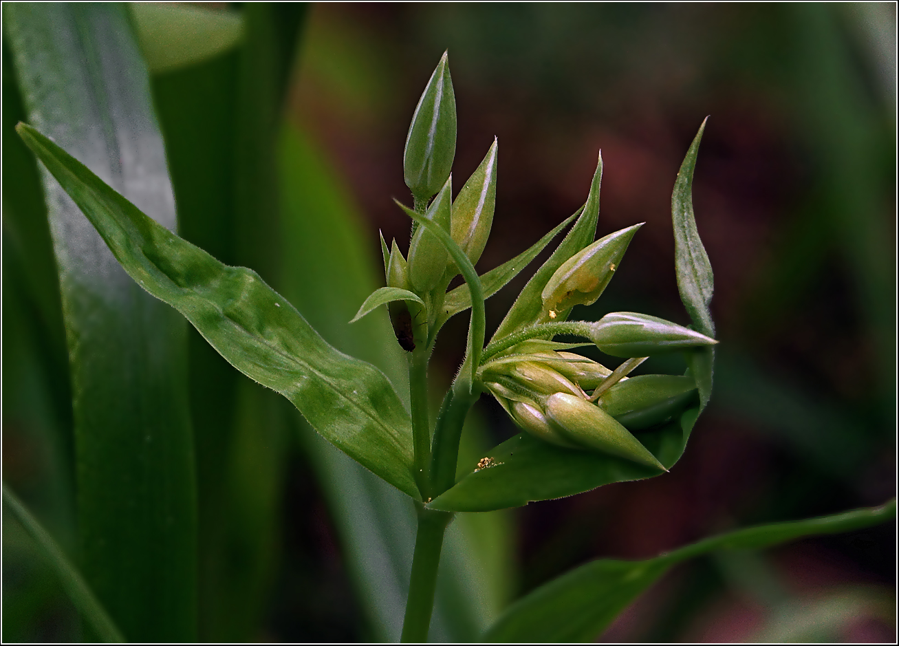 Image of Stellaria holostea specimen.