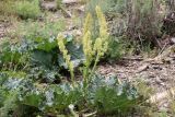 Rheum cordatum