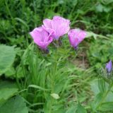 Linum hypericifolium. Верхушка побега с соцветиями. Адыгея, Майкопский р-н, дол. руч. Водопадистый, субальпийский луг. 09.06.2024.