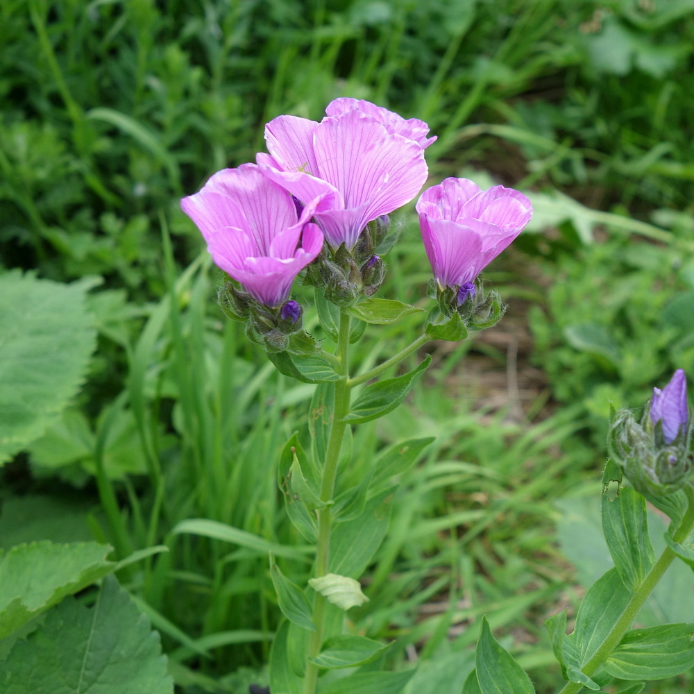 Изображение особи Linum hypericifolium.