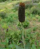 Rudbeckia occidentalis