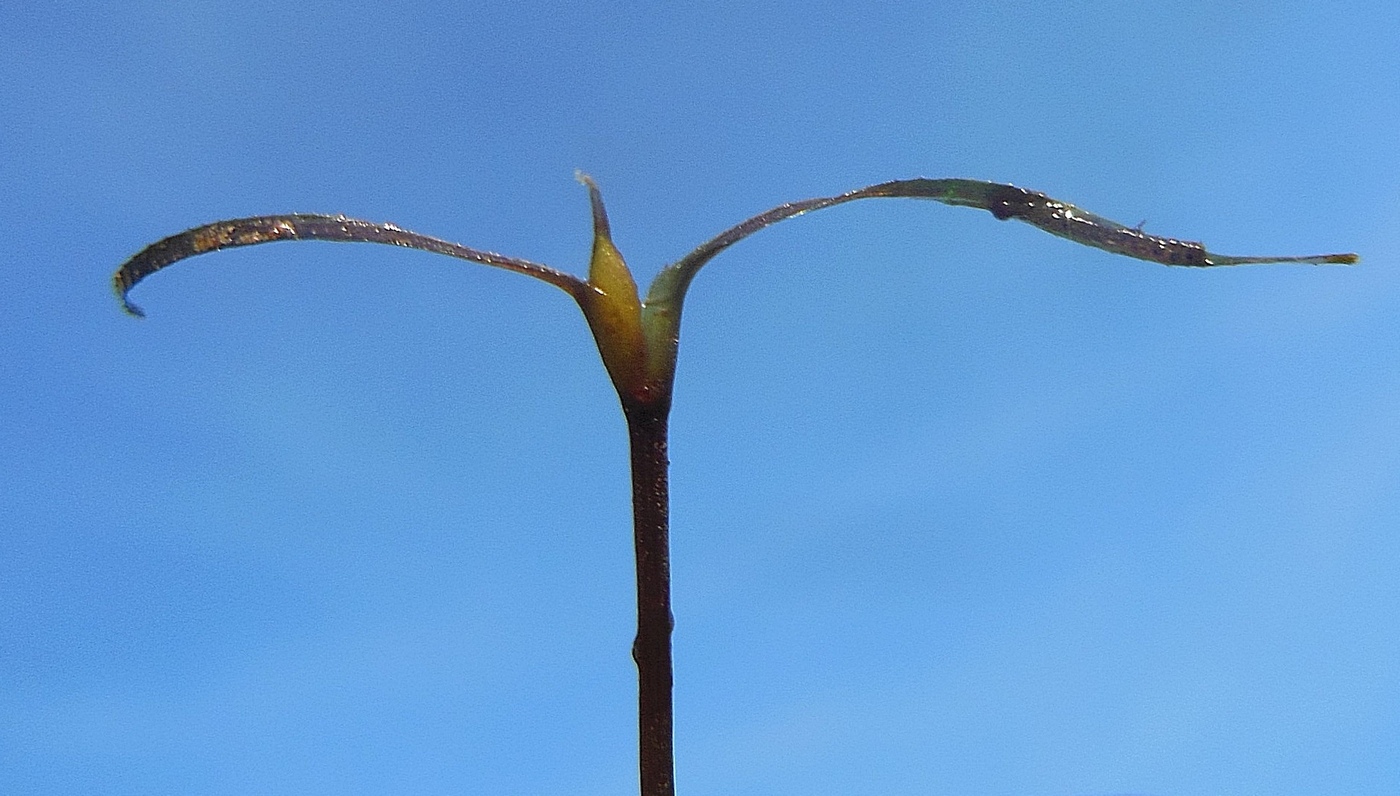 Изображение особи Caulinia flexilis.
