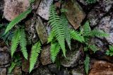 Phegopteris decursive-pinnata