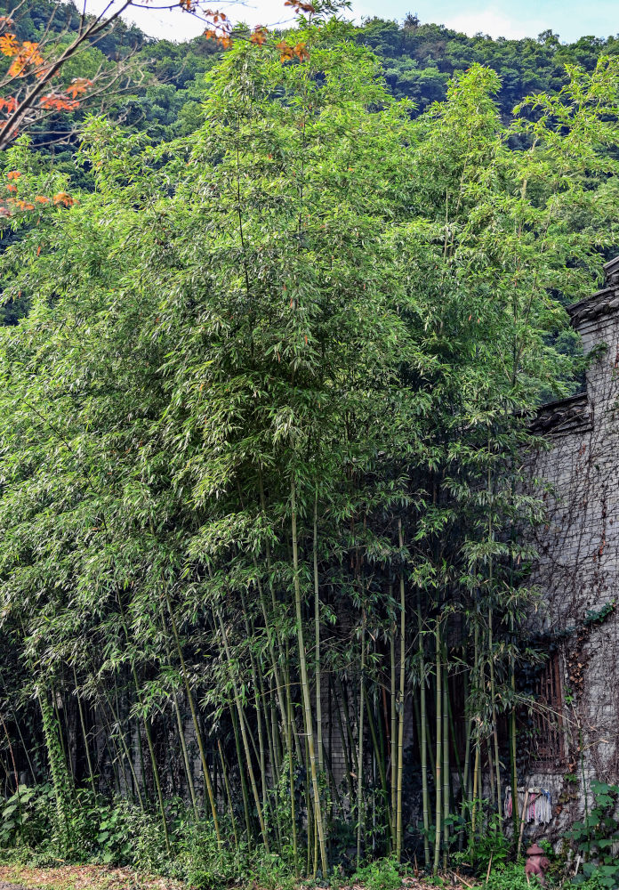 Изображение особи Phyllostachys pubescens.
