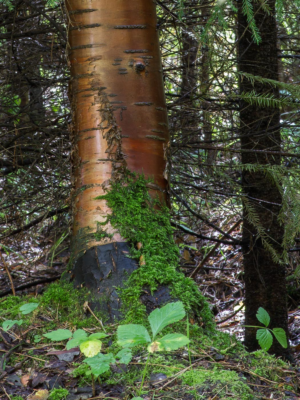 Изображение особи Drepanocladus aduncus.