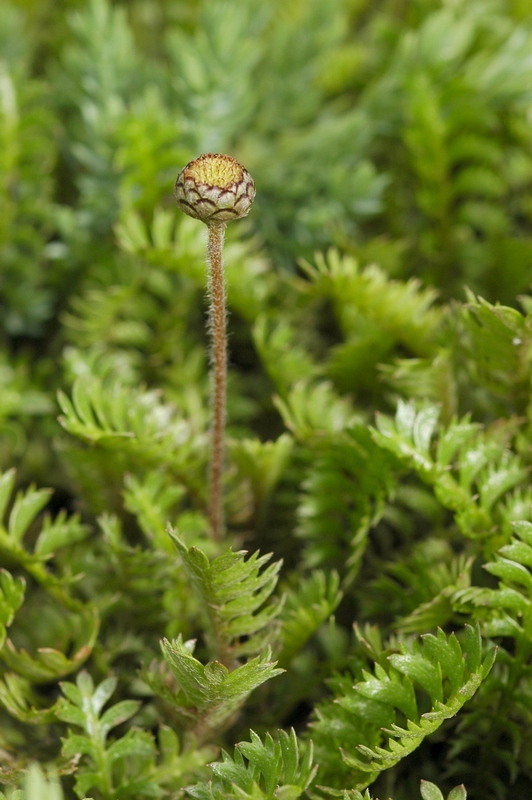 Image of Cotula squalida specimen.