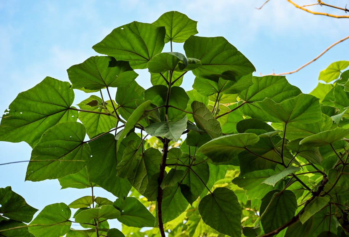 Изображение особи Paulownia tomentosa.