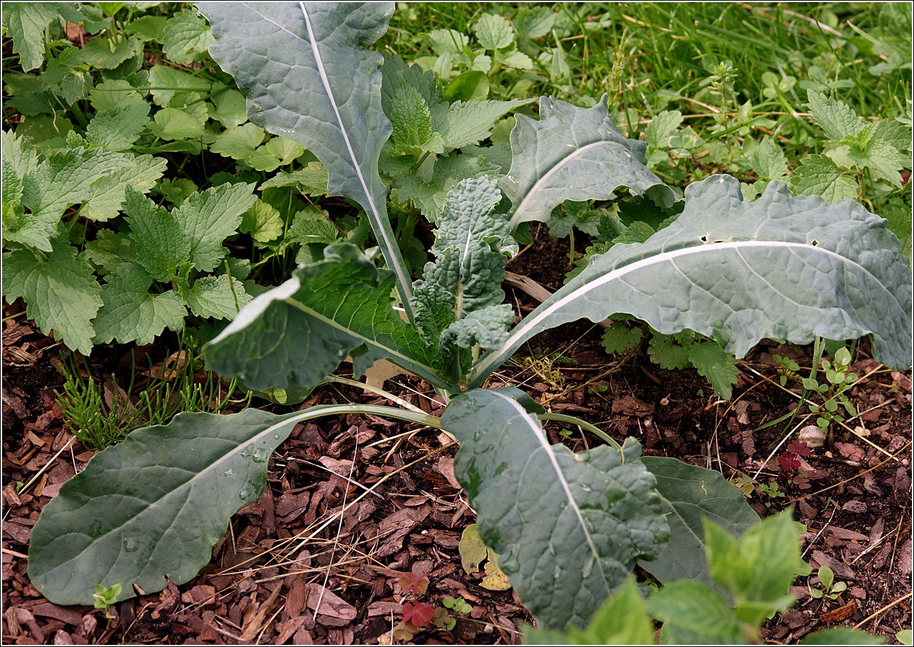 Изображение особи Brassica oleracea.