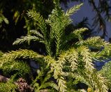 Cryptomeria japonica