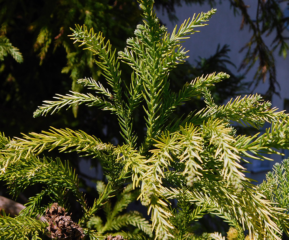 Изображение особи Cryptomeria japonica.
