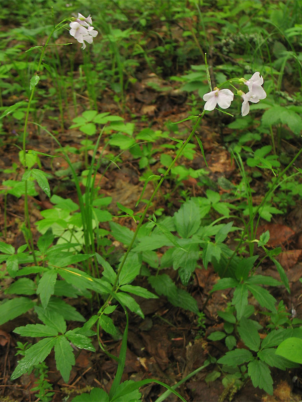 Image of Cardamine bulbifera specimen.