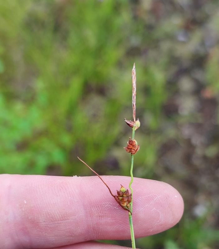 Изображение особи Carex globularis.