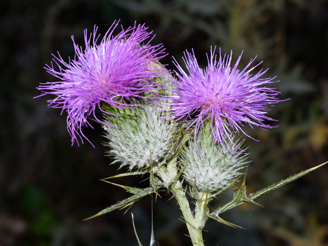 Изображение особи Cirsium vulgare.