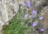 Campanula alberti