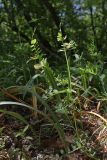 Vicia grandiflora