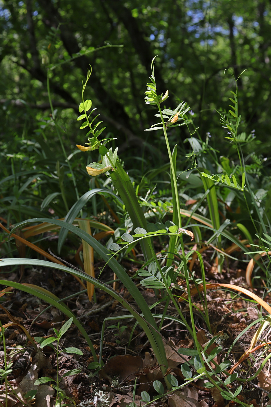 Image of Vicia grandiflora specimen.
