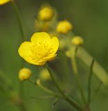 Ranunculus japonicus. Цветок. Приморский край, Октябрьский р-н, окр. с. Гранатовка, на лугу. 21.05.2025.