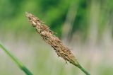 genus Carex. Мужское соцветие. Приморский край, Уссурийский ГО, окр. с. Монакино, переувлажнённый луг. 31.05.2025.
