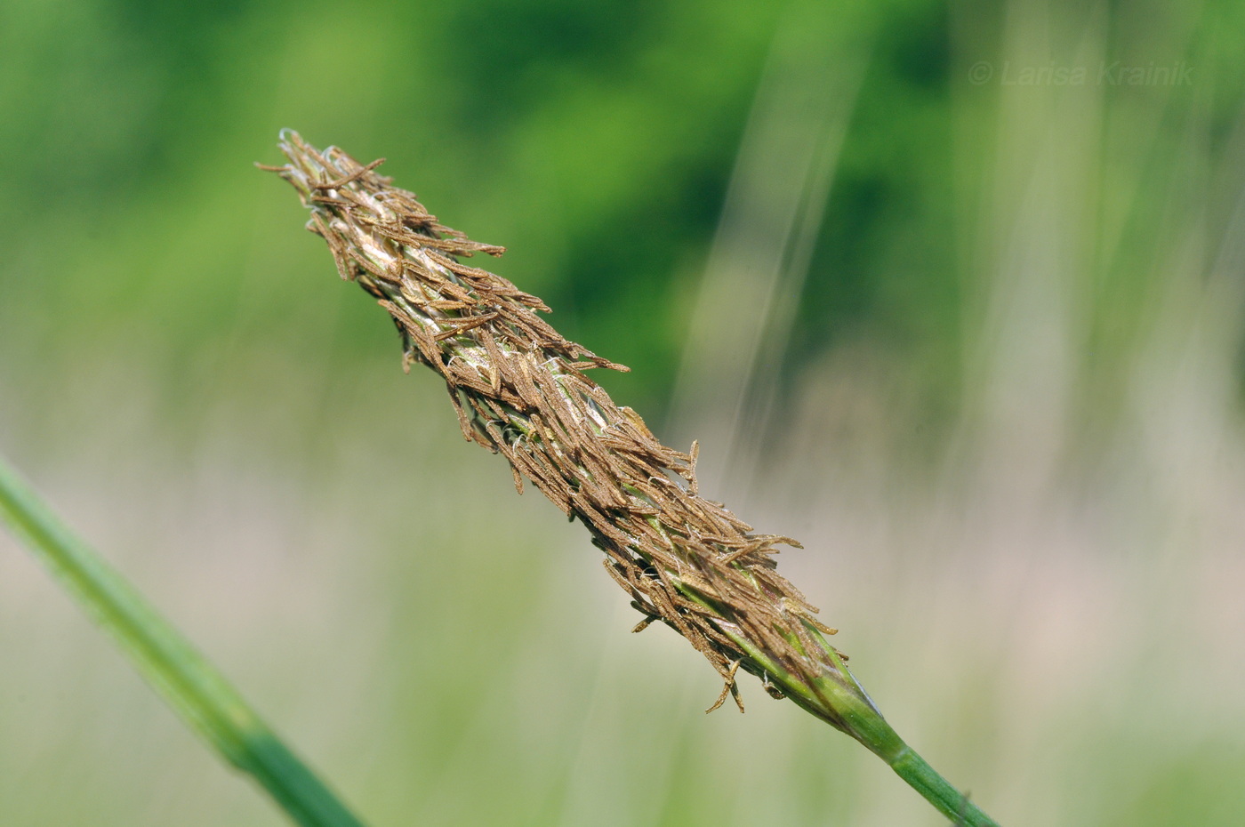 Image of genus Carex specimen.