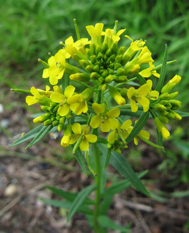 Image of Erysimum cheiranthoides specimen.