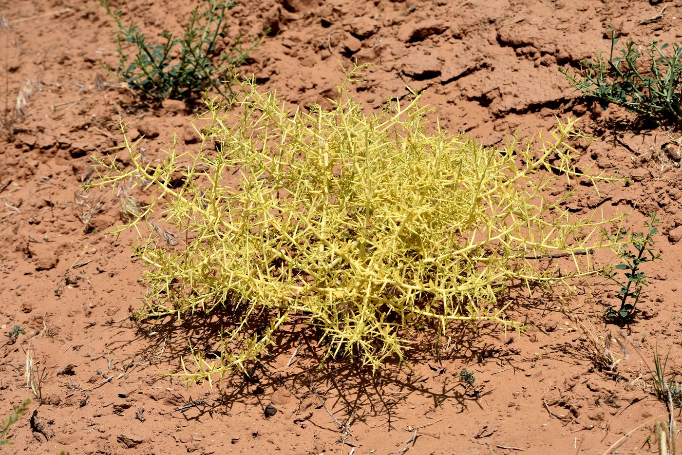 Image of Alhagi pseudalhagi specimen.