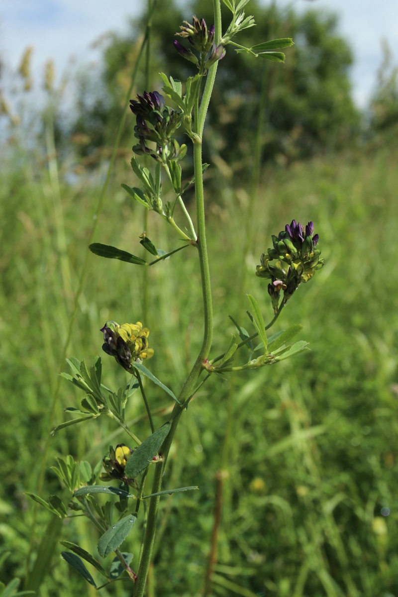 Image of Medicago &times; varia specimen.