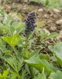 View full-size image Lagotis glauca